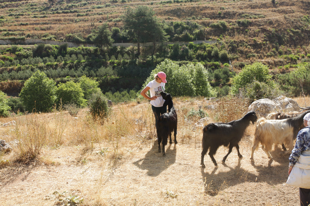 harvest zaatar wild lebanon