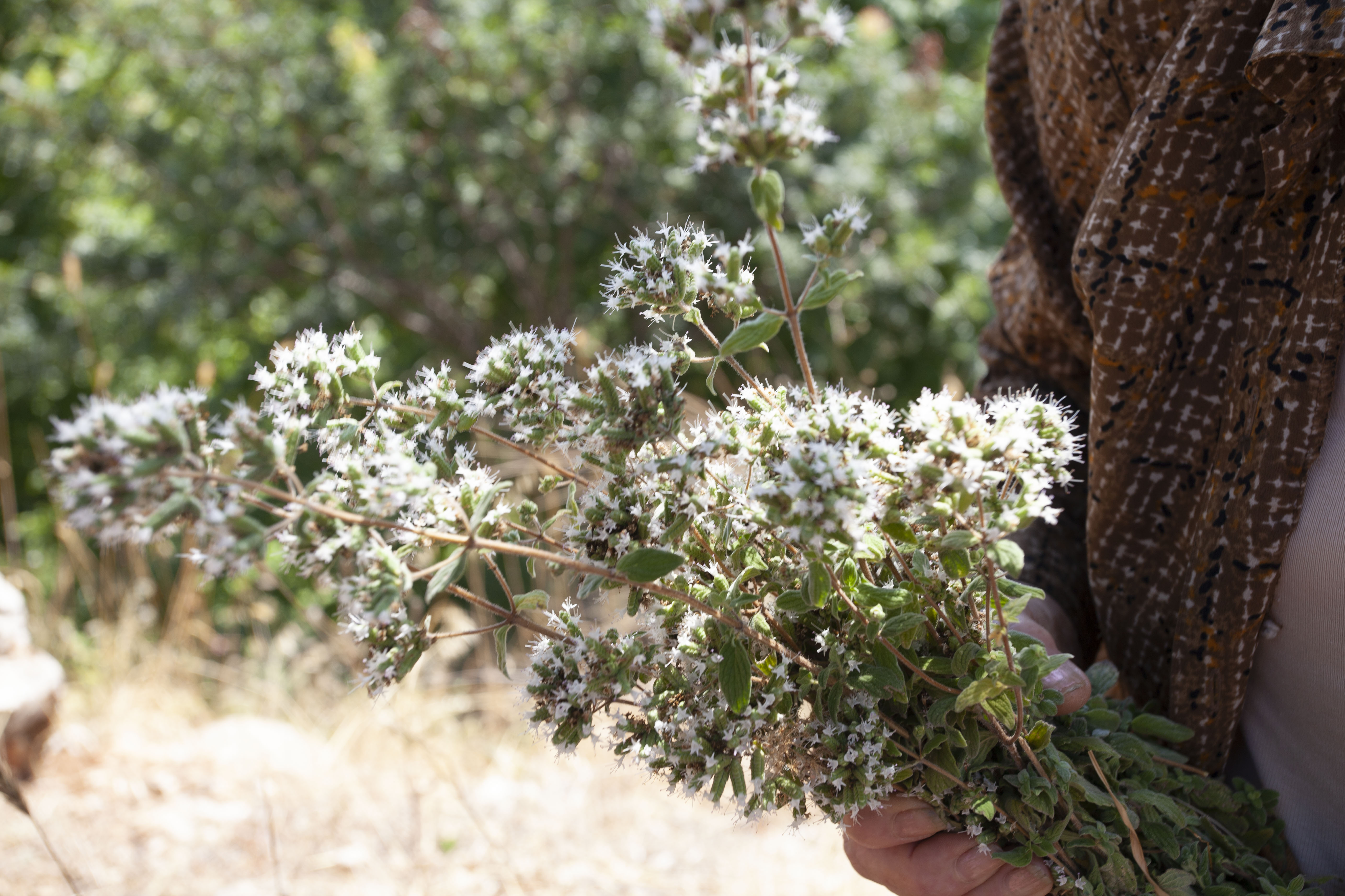 wild zaatar