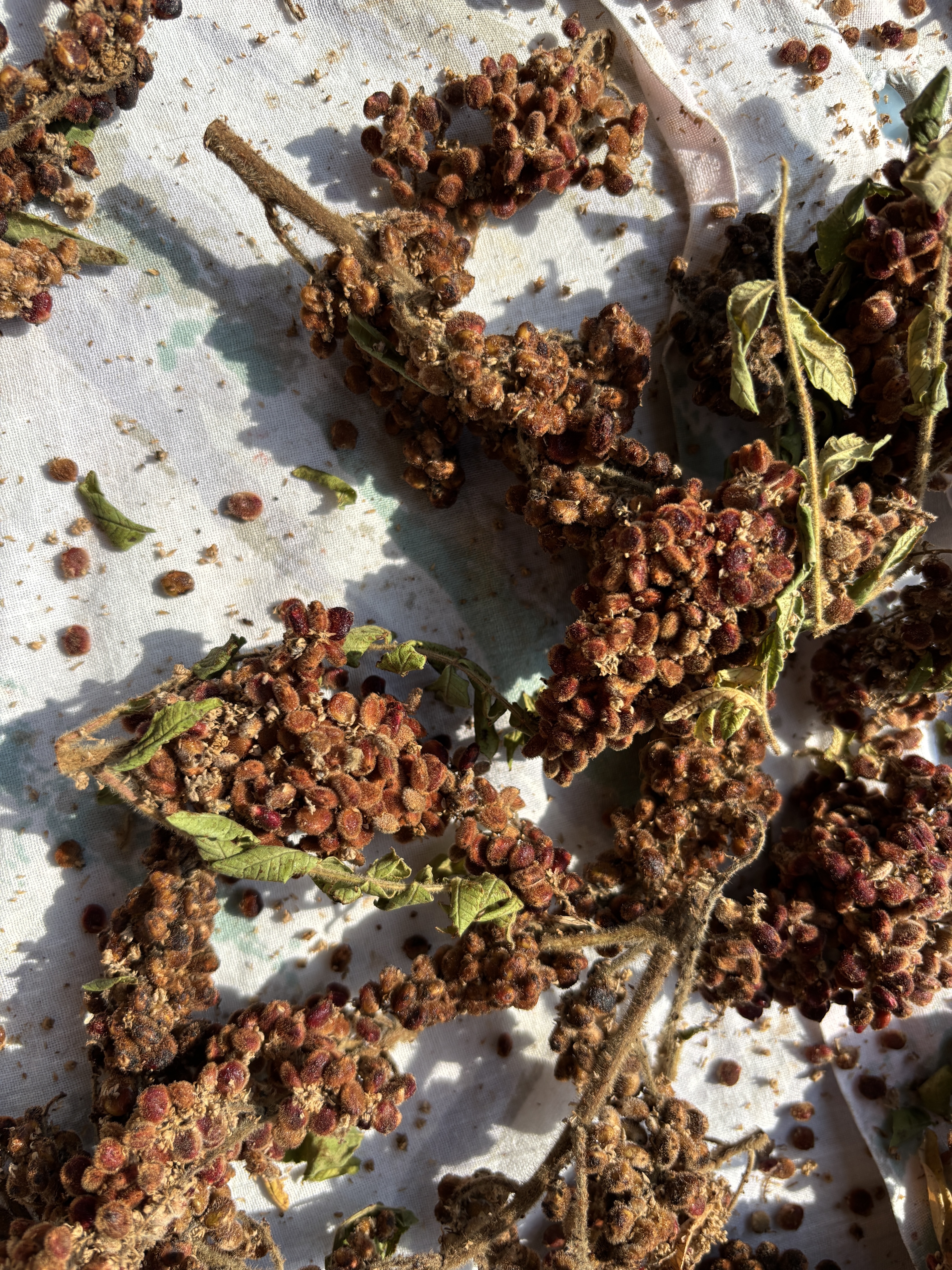 sumac