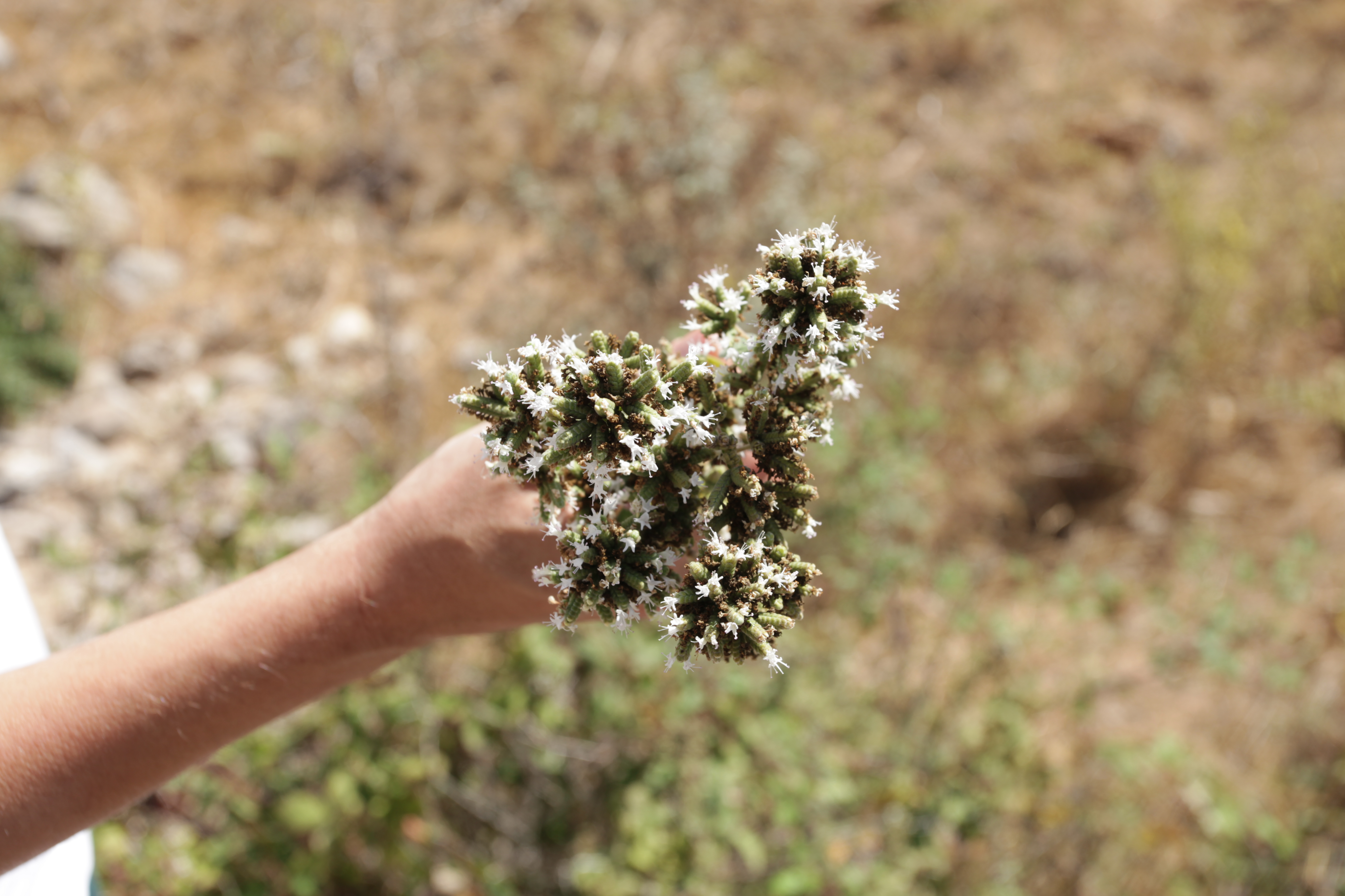 wild zaatar